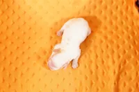 processed/2591c545-fb02-4cb5-b864-def449bf5d1b/listing/abeb42f0-d100-431d-9256-0860ea23c281/39b961f4-d6b2-47d5-8817-98535003dfd3