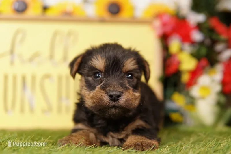 ATOM – Yorkshire Terrier puppy for sale in Lake Mills, IA