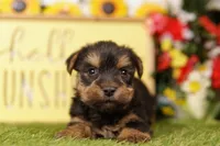 ATOM, a male Yorkshire Terrier for sale in Lake Mills, IA – 1 of 3