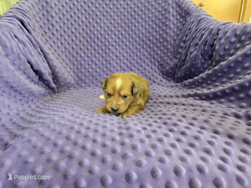 HANG GLIDER – Aussiedoodle puppy for sale in Lake Mills, IA