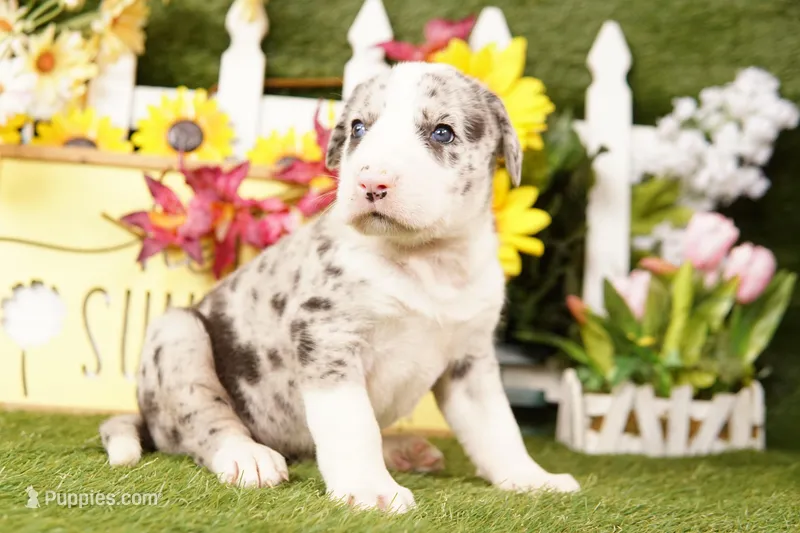 SUV – Old English Sheepdog, Great Dane puppy for sale in Lake Mills, IA