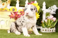 SUV, a female Old English Sheepdog and Great Dane for sale in Lake Mills, IA – Photo 1 of 3