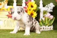 SUV, a female Old English Sheepdog and Great Dane for sale in Lake Mills, IA – Photo 3 of 3