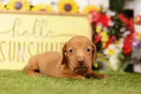 FLOAT, a male Miniature Dachshund for sale in Lake Mills, IA – 3 of 3
