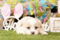 ACKIE, a female Pomeranian and Shih Tzu for sale in Lake Mills, IA – Photo 2 of 3