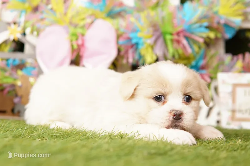 ACKIE – Pomeranian, Shih Tzu puppy for sale in Lake Mills, IA