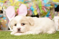 ACKIE, a female Pomeranian and Shih Tzu for sale in Lake Mills, IA – Photo 3 of 3