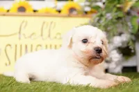 KARMA, a male Bichon Frise and Maltese for sale in Lake Mills, IA – 2 of 3