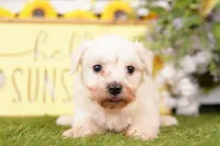 KARMA, a male Bichon Frise and Maltese for sale in Lake Mills, IA – 3 of 3