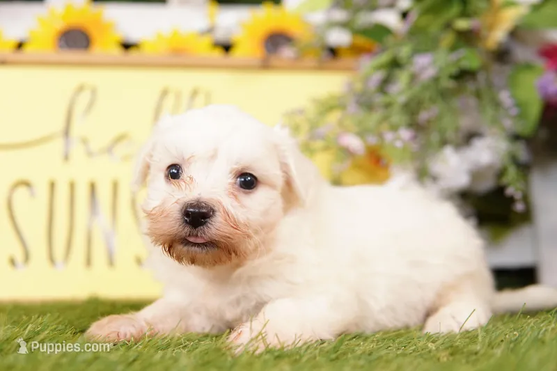KARMA – Bichon Frise, Maltese puppy for sale in Lake Mills, IA