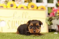 INDEPENDENCE, a male Yorkshire Terrier for sale in Lake Mills, IA – 2 of 3