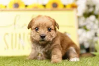 TOLL, a female Morkie for sale in Lake Mills, IA – 1 of 3