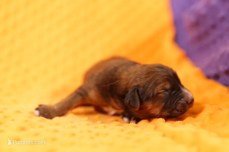 SWAMP BOAT – Aussiedoodle puppy for sale in Lake Mills, IA