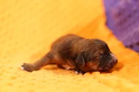SWAMP BOAT, a female Aussiedoodle for sale in Lake Mills, IA – 1 of 2