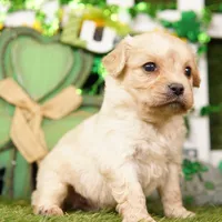 CHEESEBURGER, a male Cavachon for sale in Lake Mills, IA – Photo 2 of 3