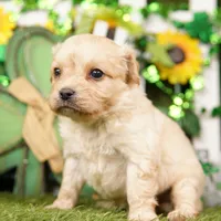 CHEESEBURGER, a male Cavachon for sale in Lake Mills, IA – Photo 1 of 3