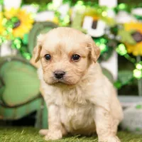 CHEESEBURGER, a male Cavachon for sale in Lake Mills, IA – Photo 3 of 3