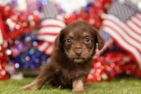 MUGGY, a female Chipoo for sale in Lake Mills, IA – 2 of 3