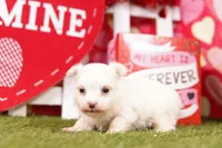STAPLER, a male Morkie for sale in Lake Mills, IA – Photo 4 of 5