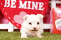 STAPLER, a male Morkie for sale in Lake Mills, IA – Photo 5 of 5