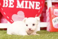 STAPLER, a male Morkie for sale in Lake Mills, IA – Photo 1 of 5