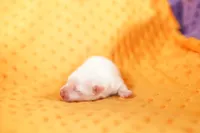 STAPLER, a male Morkie for sale in Lake Mills, IA – Photo 2 of 5