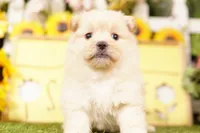 VISION, a male Pomeranian and Shih Tzu for sale in Lake Mills, IA – 3 of 3