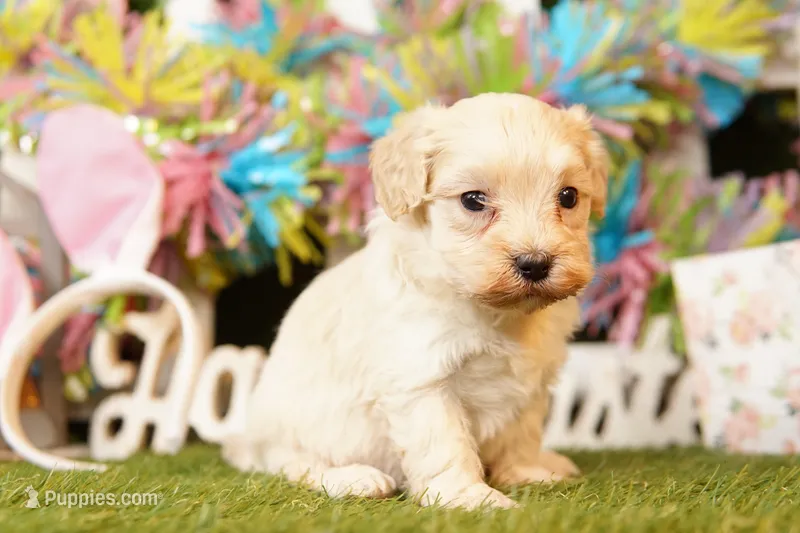 TOMATO – Maltipoo puppy for sale in Lake Mills, IA