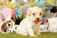 TOMATO, a male Maltipoo for sale in Lake Mills, IA – Photo 1 of 3