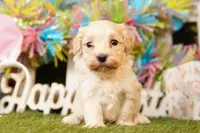 TOMATO, a male Maltipoo for sale in Lake Mills, IA – Photo 2 of 3