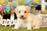 TOMATO, a male Maltipoo for sale in Lake Mills, IA – Photo 3 of 3