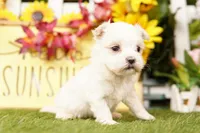 SNOW, a male Maltese for sale in Lake Mills, IA – 2 of 4