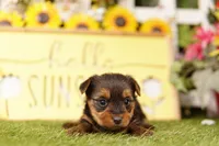 INDEPENDENCE, a male Yorkshire Terrier for sale in Lake Mills, IA – 3 of 3
