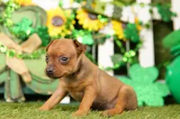 FERARRI, a female Miniature Pinscher for sale in Lake Mills, IA – Photo 1 of 5