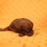 FERARRI, a female Miniature Pinscher for sale in Lake Mills, IA – Photo 2 of 5