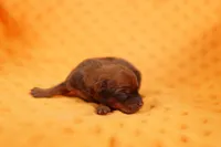 FERARRI, a female Miniature Pinscher for sale in Lake Mills, IA – Photo 1 of 2