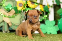 FERARRI, a female Miniature Pinscher for sale in Lake Mills, IA – Photo 5 of 5
