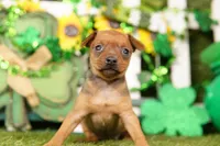 FERARRI, a female Miniature Pinscher for sale in Lake Mills, IA – Photo 4 of 5