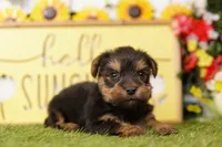 ATOM, a male Yorkshire Terrier for sale in Lake Mills, IA – 2 of 3