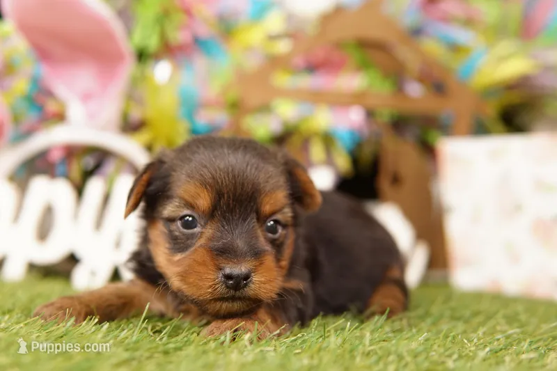 WINTER – Yorkshire Terrier puppy for sale in Lake Mills, IA
