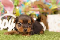 WINTER, a male Yorkshire Terrier for sale in Lake Mills, IA – Photo 1 of 3