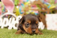 WINTER, a male Yorkshire Terrier for sale in Lake Mills, IA – Photo 2 of 3