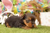 WINTER, a male Yorkshire Terrier for sale in Lake Mills, IA – Photo 3 of 3