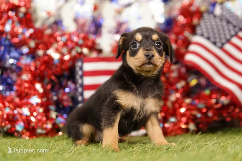 WARM – Chipoo puppy for sale in Lake Mills, IA