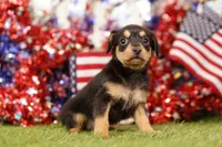 WARM, a male Chipoo for sale in Lake Mills, IA – 1 of 3