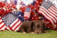 HUMID, a female Chipoo for sale in Lake Mills, IA – 2 of 3