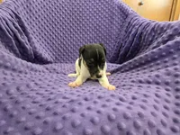 ROSS, a male Rat Terrier for sale in Lake Mills, IA – 4 of 4