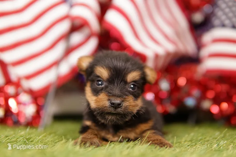 PEN – Yorkshire Terrier puppy for sale in Lake Mills, IA
