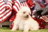 GLASS, a male Pomeranian for sale in Lake Mills, IA – 4 of 5