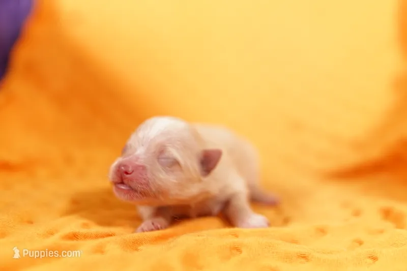 PLATE – Pomeranian puppy for sale in Lake Mills, IA
